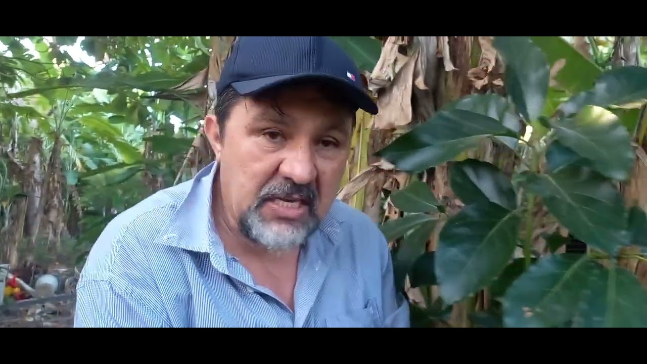 Alporquia  feita  no galho de um pé de abacate.
