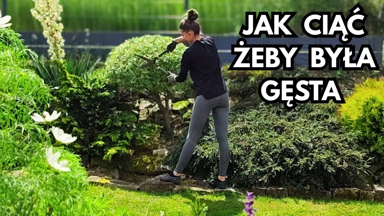 Wierzba Hakuro Nishiki - najważniejszy zabieg. Jak dobrze ciąć, formować i korygować