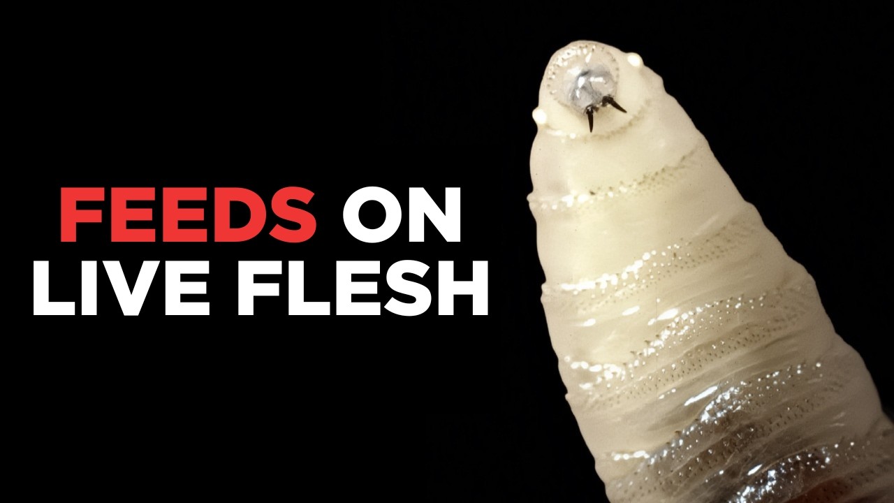 The Screwworm Invasion Explained (In 10 Minutes)