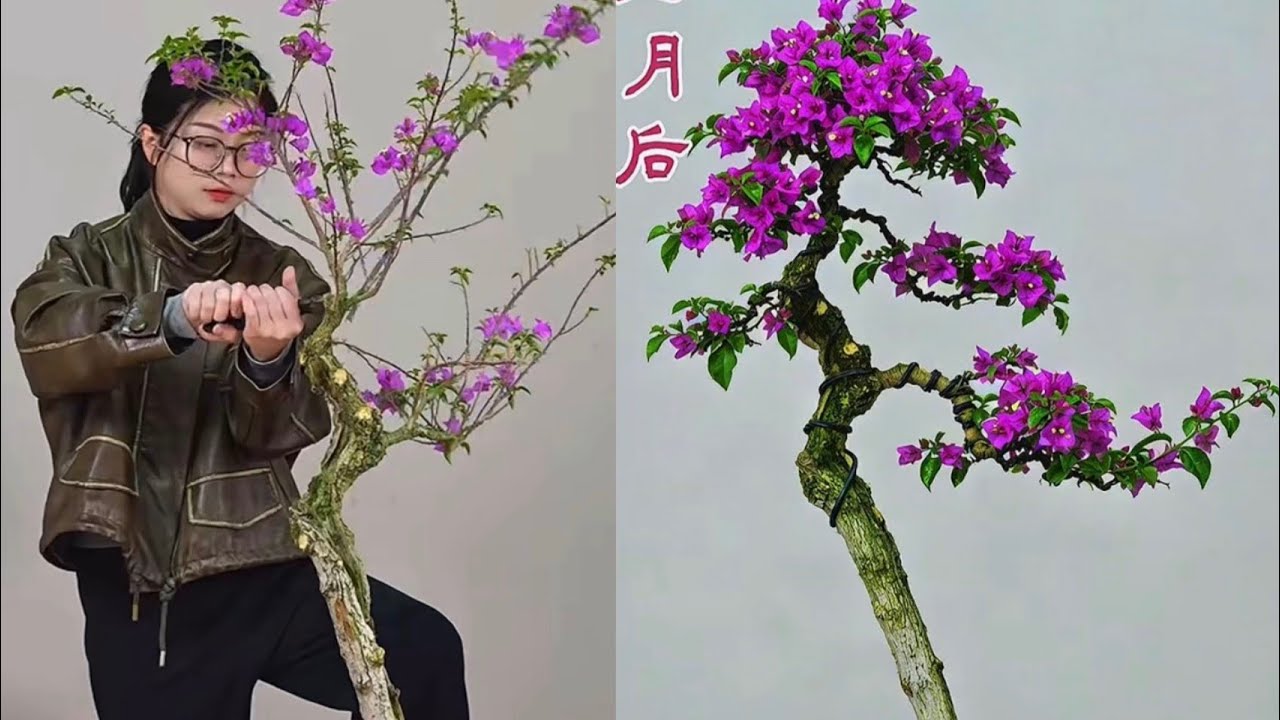 Продолжайте формировать бугенвиллию естественным образом. Сюрприз в конце видео! #бонсай #бугенви...