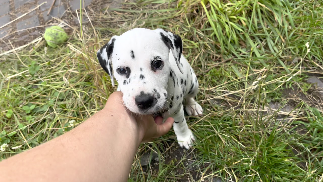 Dalmatian puppies | unilateral hearing