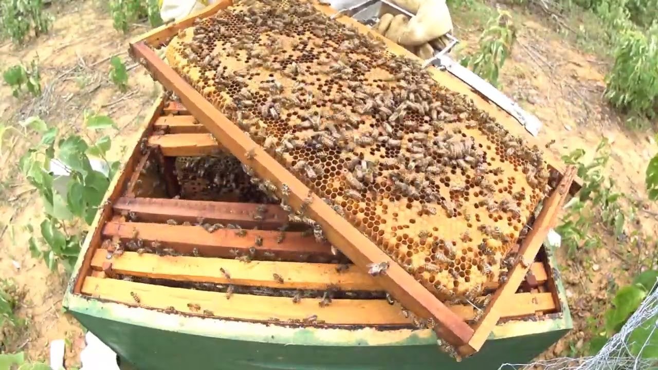 SÓ ASSIM APICULTOR EVITAR ENXAMEAÇÃO E NÃO PERDER A PRODUÇÃO DE MEL