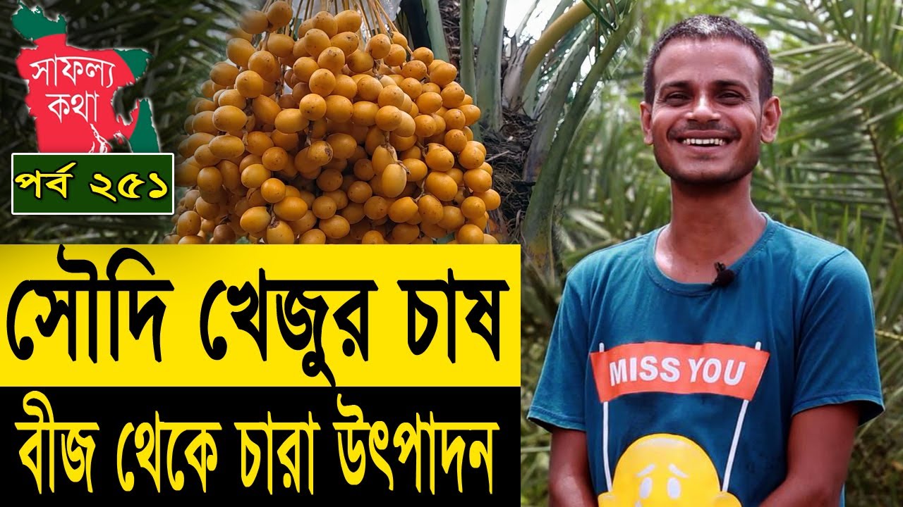সৌদি খেজুরের বীজ থেকে চারা উৎপাদনের কৌশল | সৌদি খেজুর বাংলাদেশে | Saudi Dates In BD - Safollo kotha