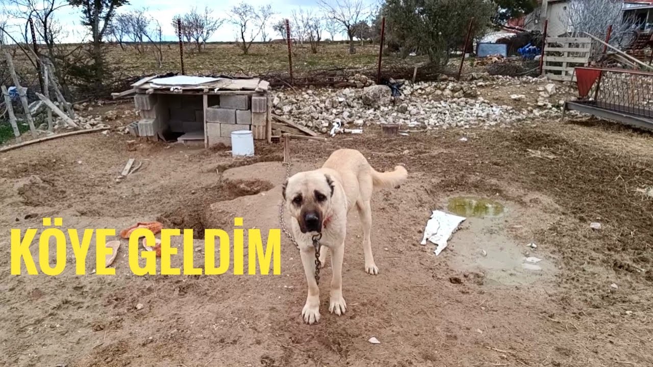 KÖYE GERİ DÖNDÜM! DEV KANGAL VE YENİ DOĞAN KUZULAR 