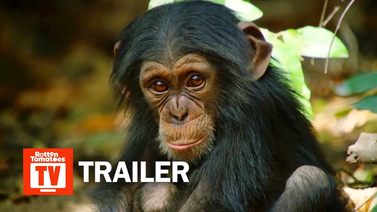 Dynasties Season 1 Trailer | Rotten Tomatoes TV