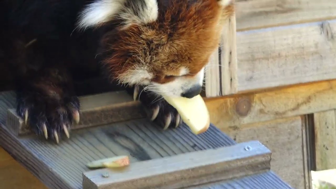 風太くんリンゴの時間ですヨ〜♪ 動物の食事の時間レッサー編②    千葉市動物公園にて　2024年4月19日　00085