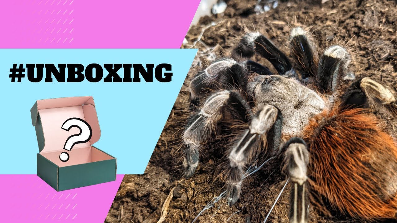 Sklípkan - Unboxing dvou nových pavouků