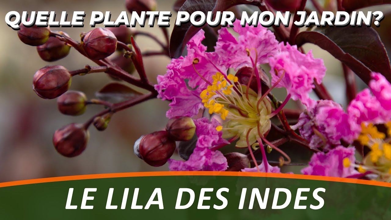 LE LILA DES INDES - Quelle Plante Pour Mon Jardin ?
