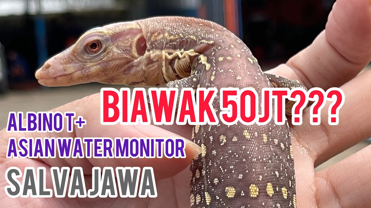 BIAWAK 50 jt??? albino t+ asian water monitor