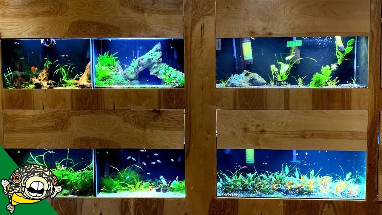 Spending time in the Fish Room - Fish Room Update Ep. 84