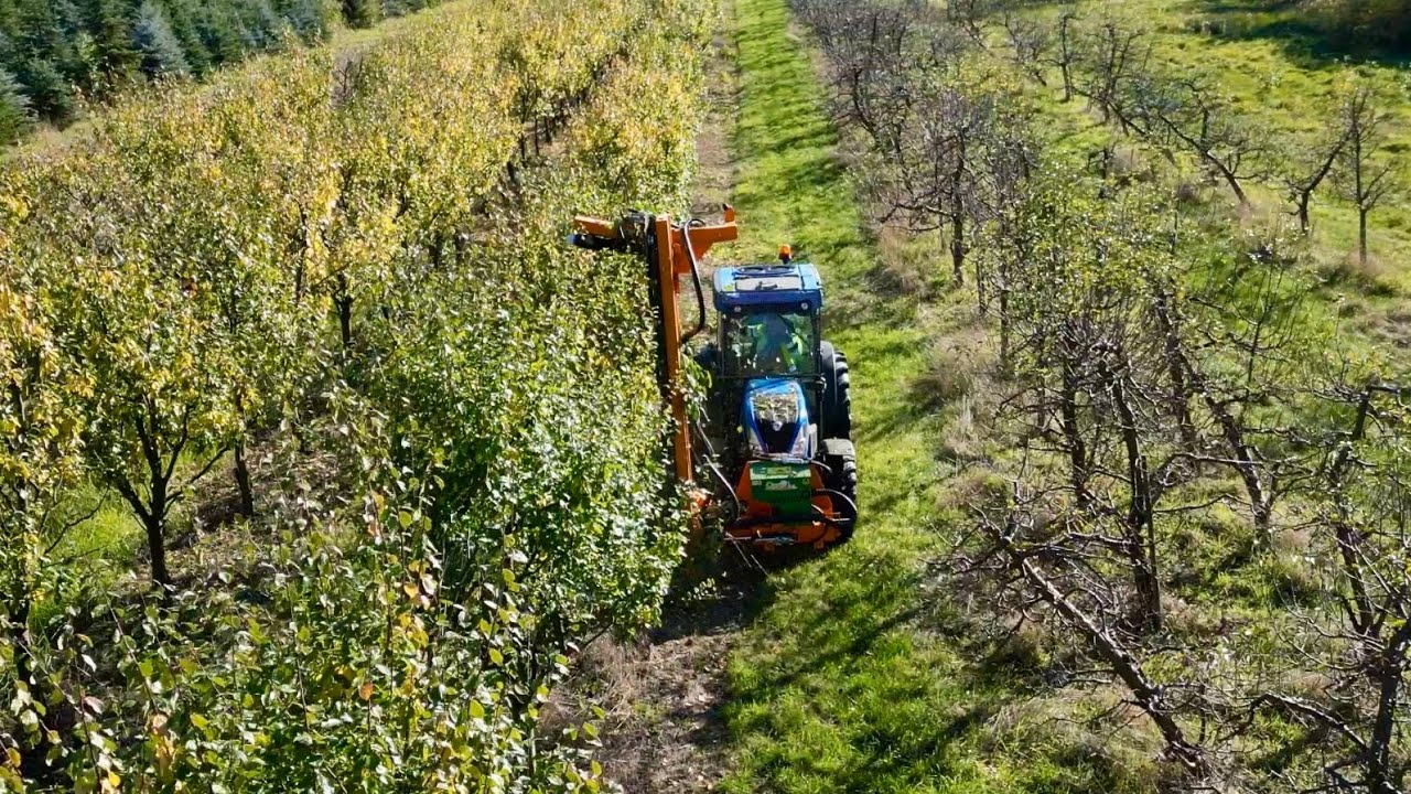 Mechaniczne cięcie drzew owocowych jesienią - opinia sadowników