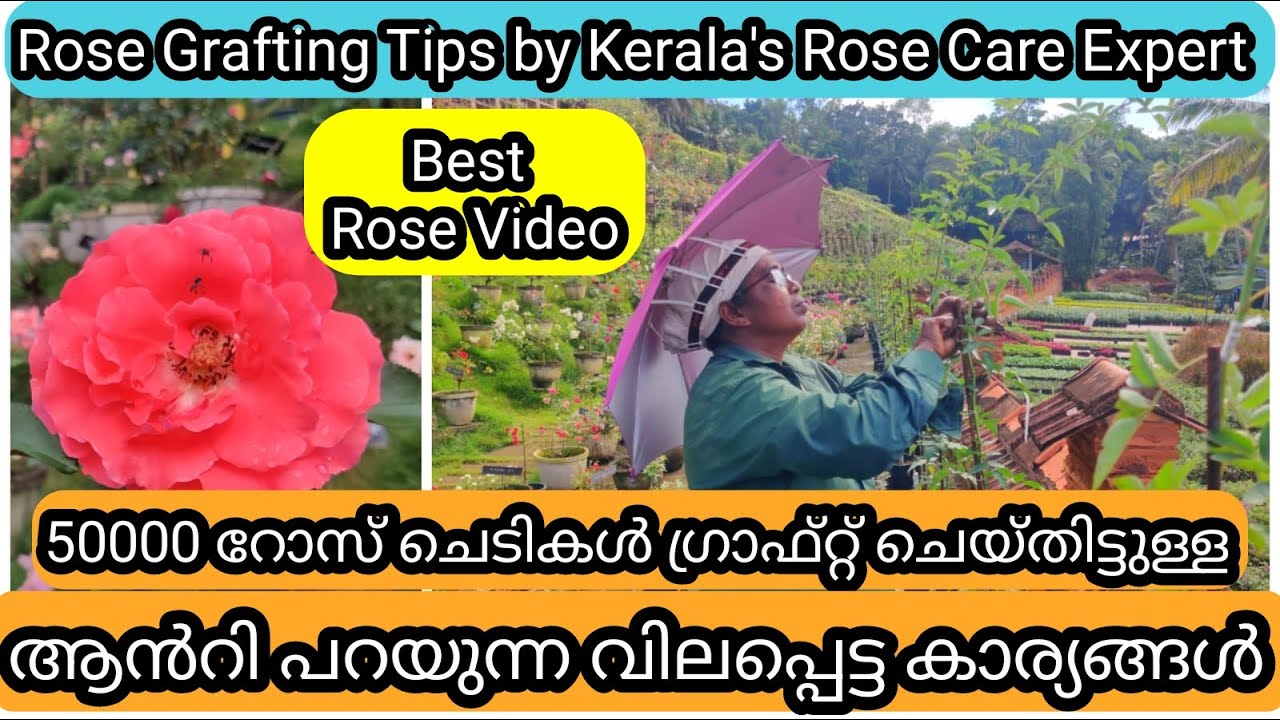 12 Golden Tips on Rose Grafting by Rose Expert | റോസ്ചെടി ഗ്രാഫ്റ്റ് ചെയ്യുന്നതിൽ അറിയേണ്ട കാര്യങ്ങൾ