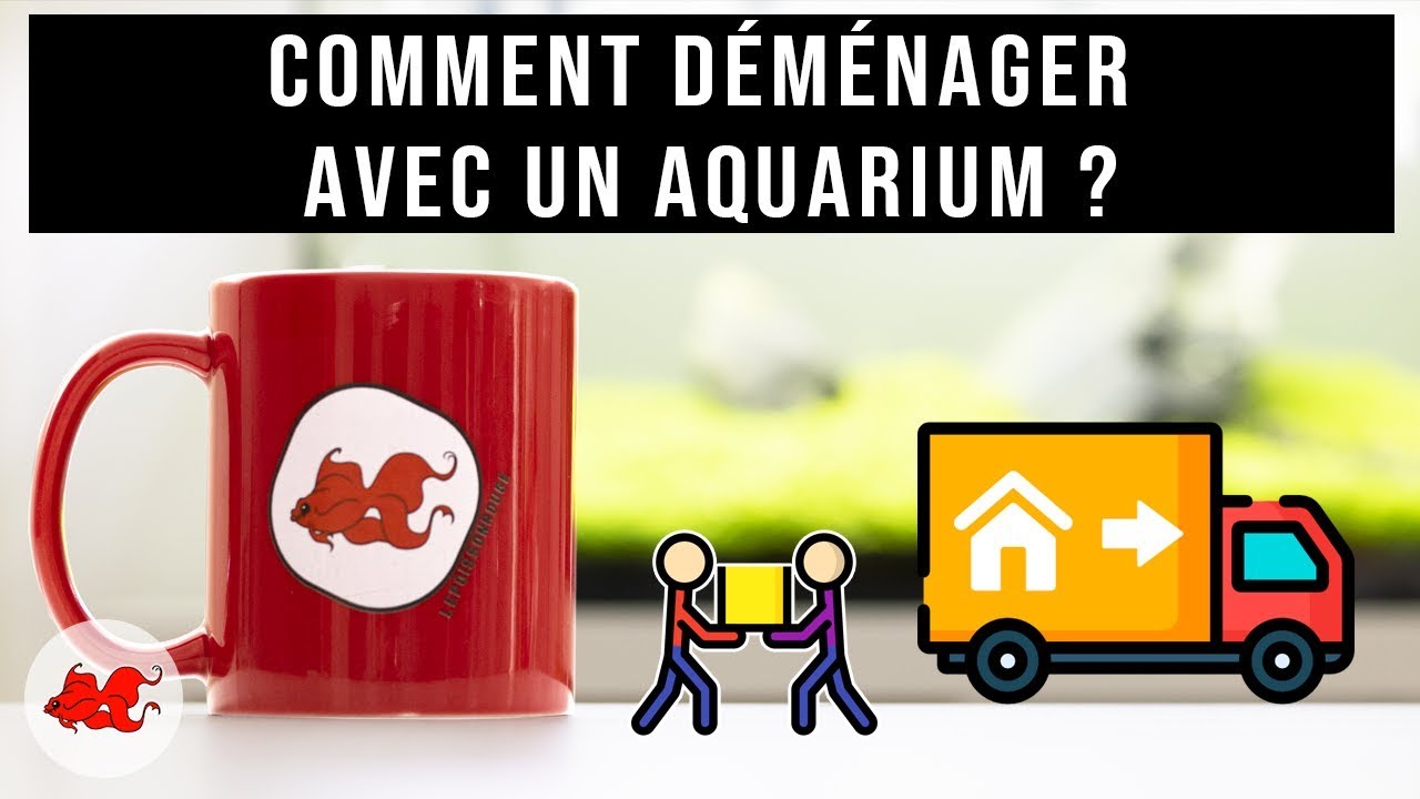 Aqua Tea' - Comment d&eacute;m&eacute;nager avec un aquarium?