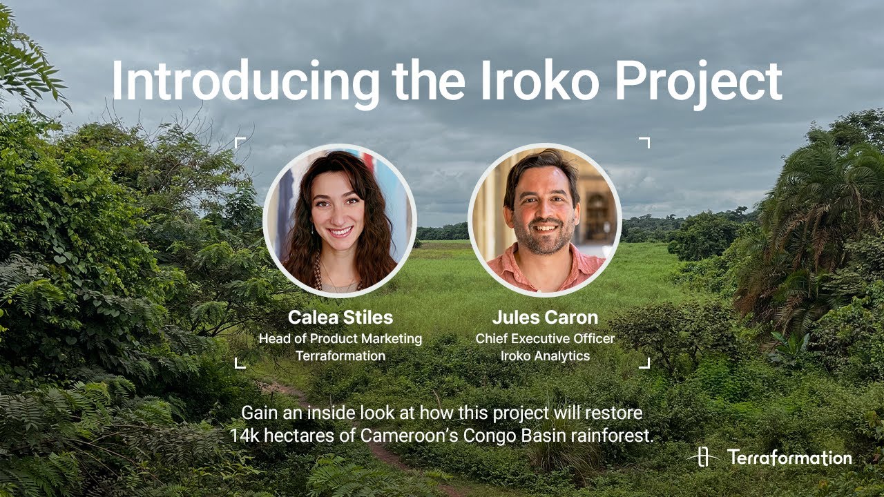 Introducing the Iroko Restoration Project - Cameroon