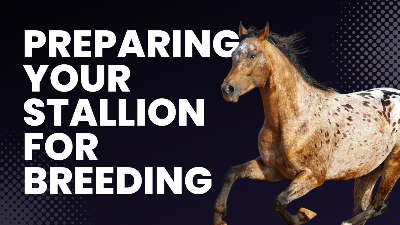 Preparing Your Stallion For Breeding