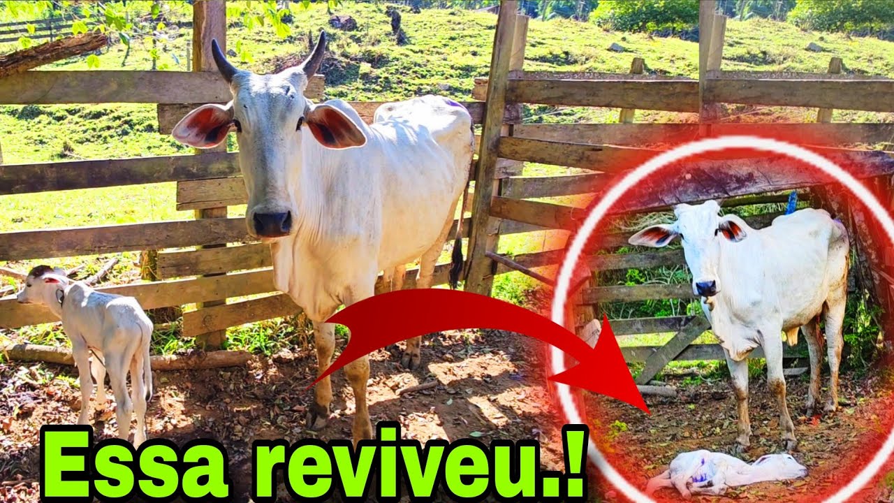 VACA MUITO BR4VA DEU MUITO TRABALHO.!! COMO ESTA O BEZERRO.???