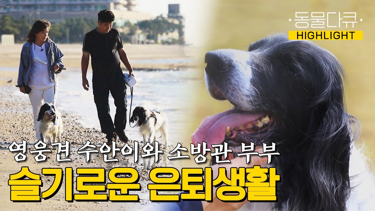 [동물극장 유튜브 오리지널] 인명구조견 수안이와 소방관 부부의 슬기로운 은퇴 생활 | 동물극장 단짝 EP36 | KBS 221022 방송