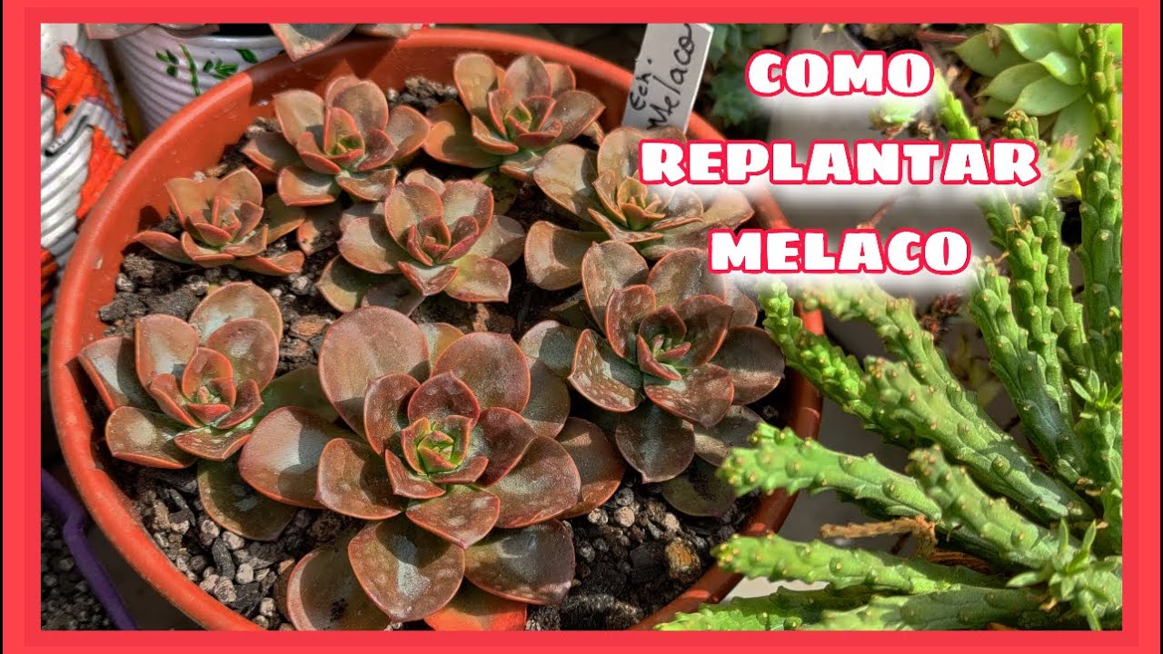 PODA com fio e faca REPLANTE da echeveria MELACO | Simone Felic