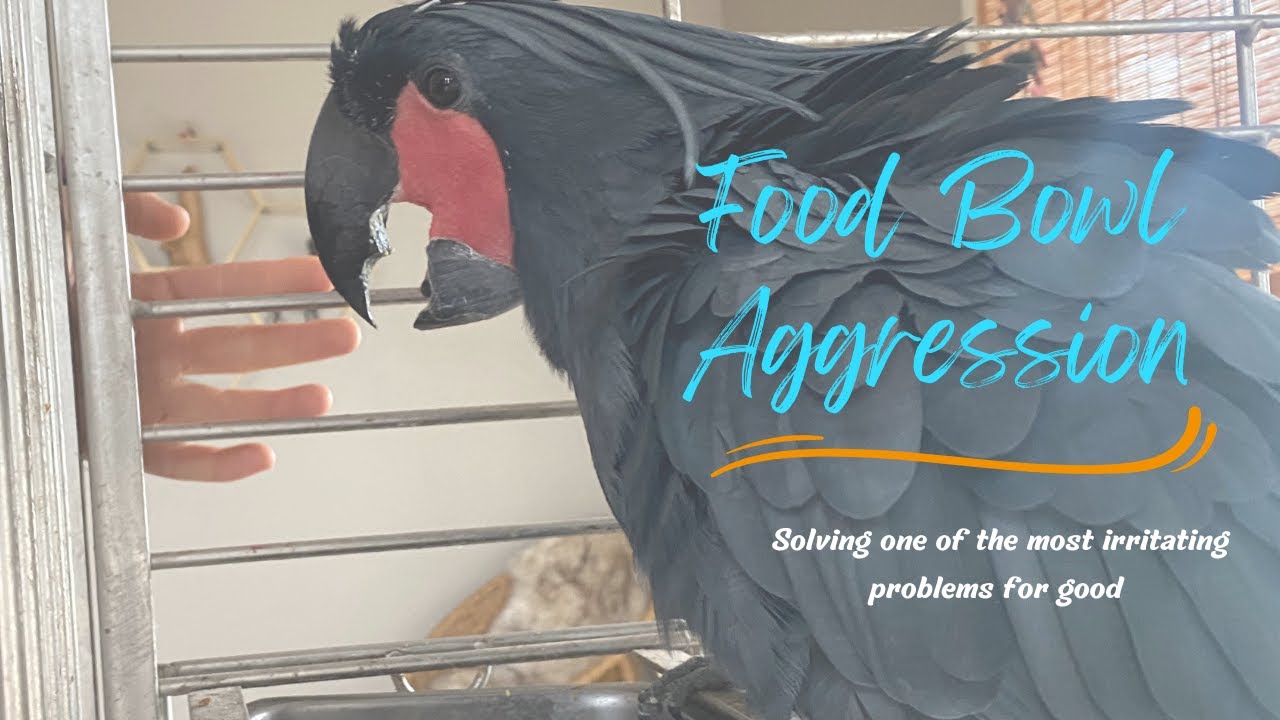 Food bowl aggression in parrots