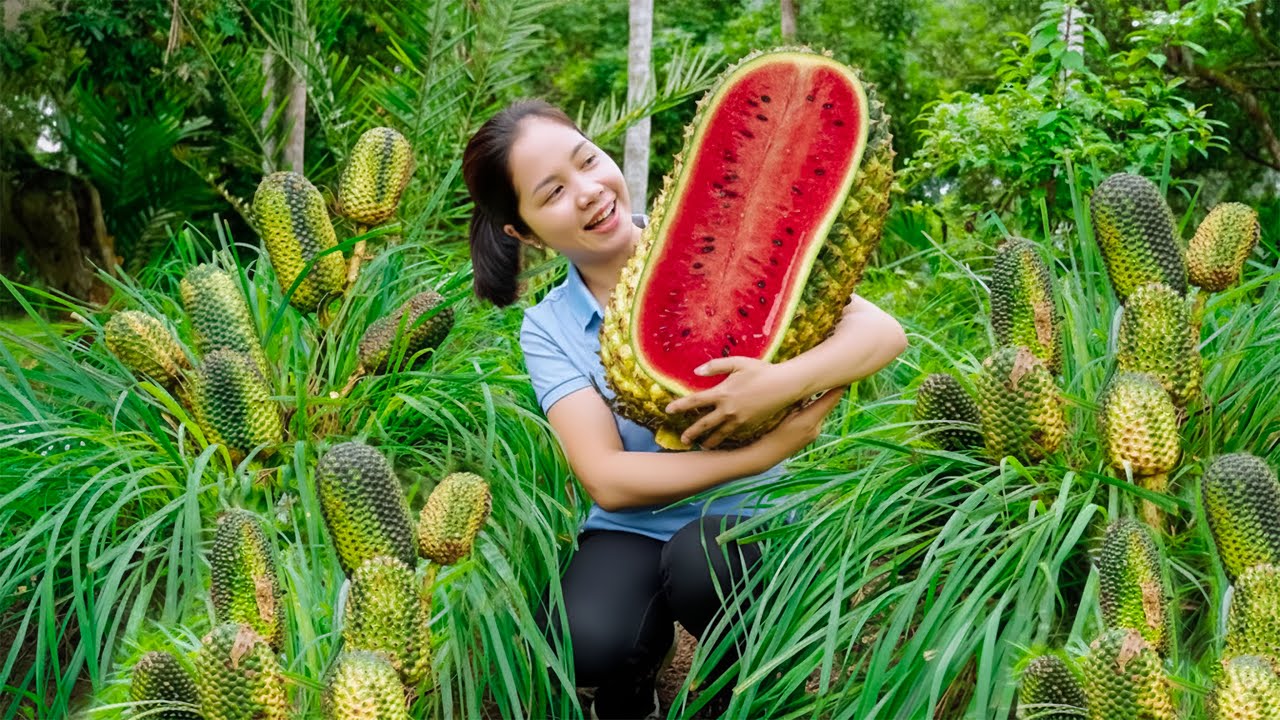Harvesting 1000+Kg Giant Wild Pineapple Forest To Sell At The Market | Nhung Harvest Life