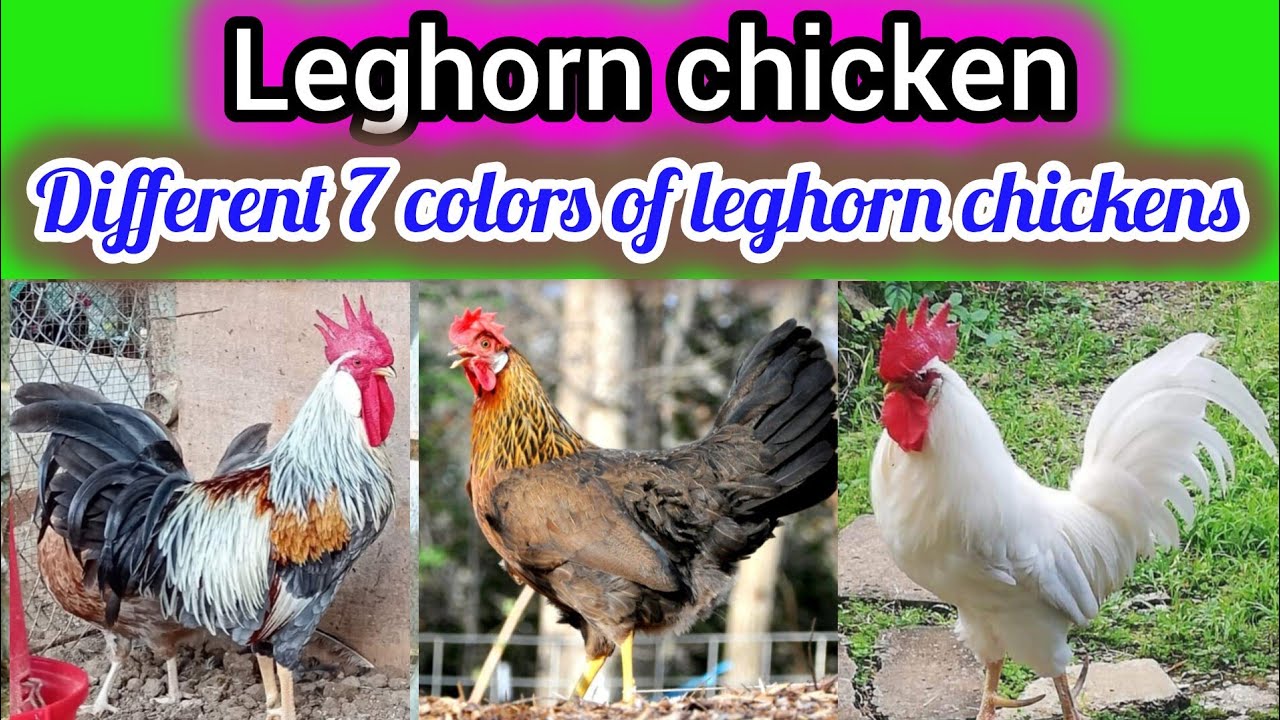 Leghorn chickens breeds | leghorn chicken all colors | backyard chicken 🐔🐓