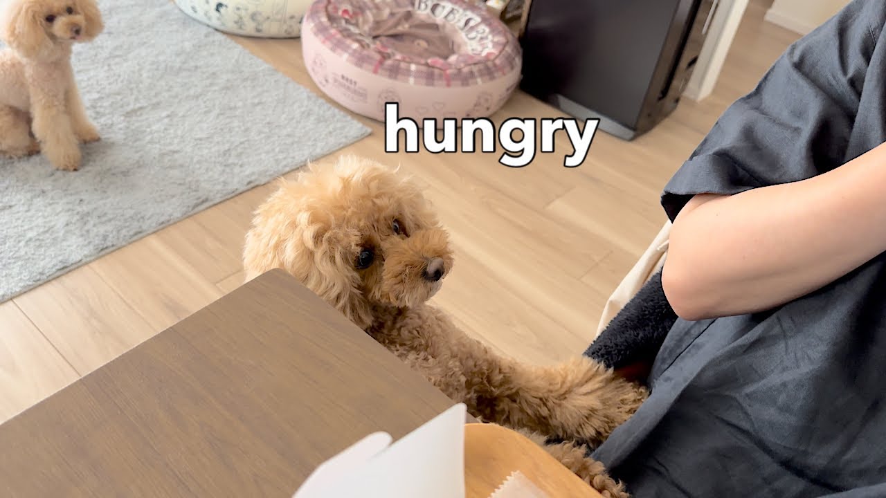 Dogs want snacks too
