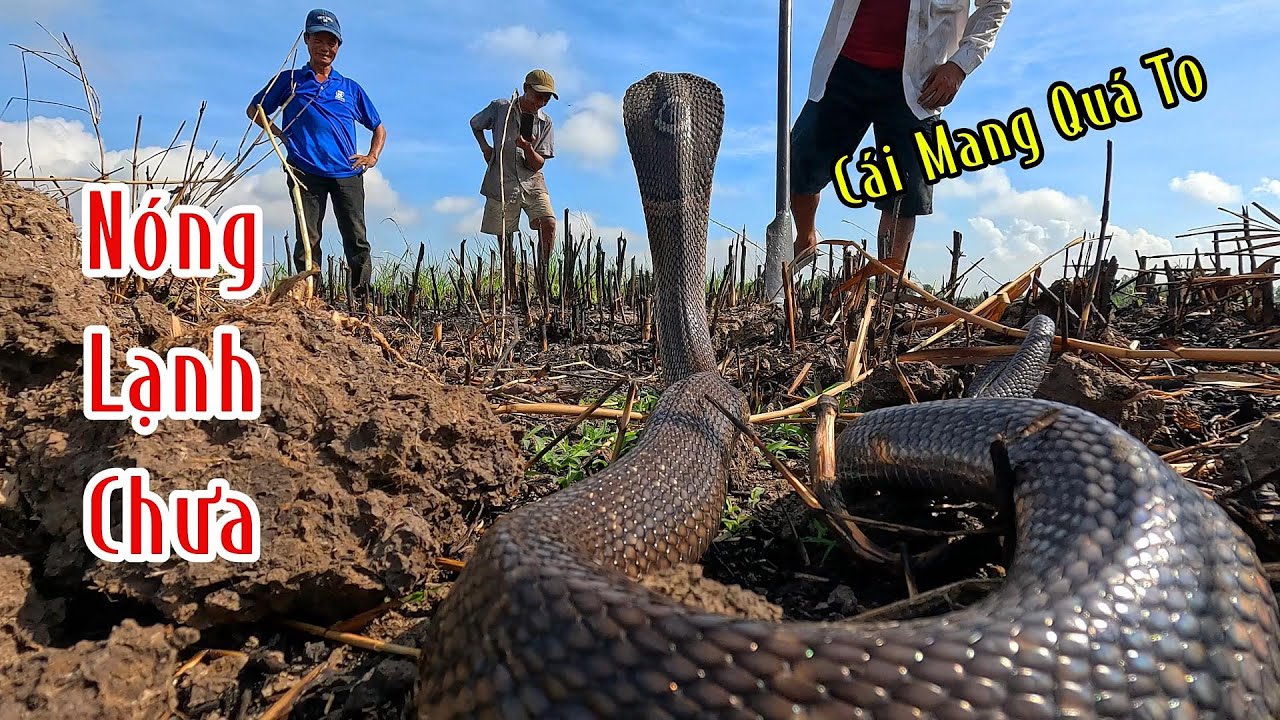 Cả 1 Đại Hội Rắn Hổ Mang Gôm Lại 1 Chỗ Lột 4 Cái Da Chà Bá Quá Kinh Khủng | Mười Thương SB