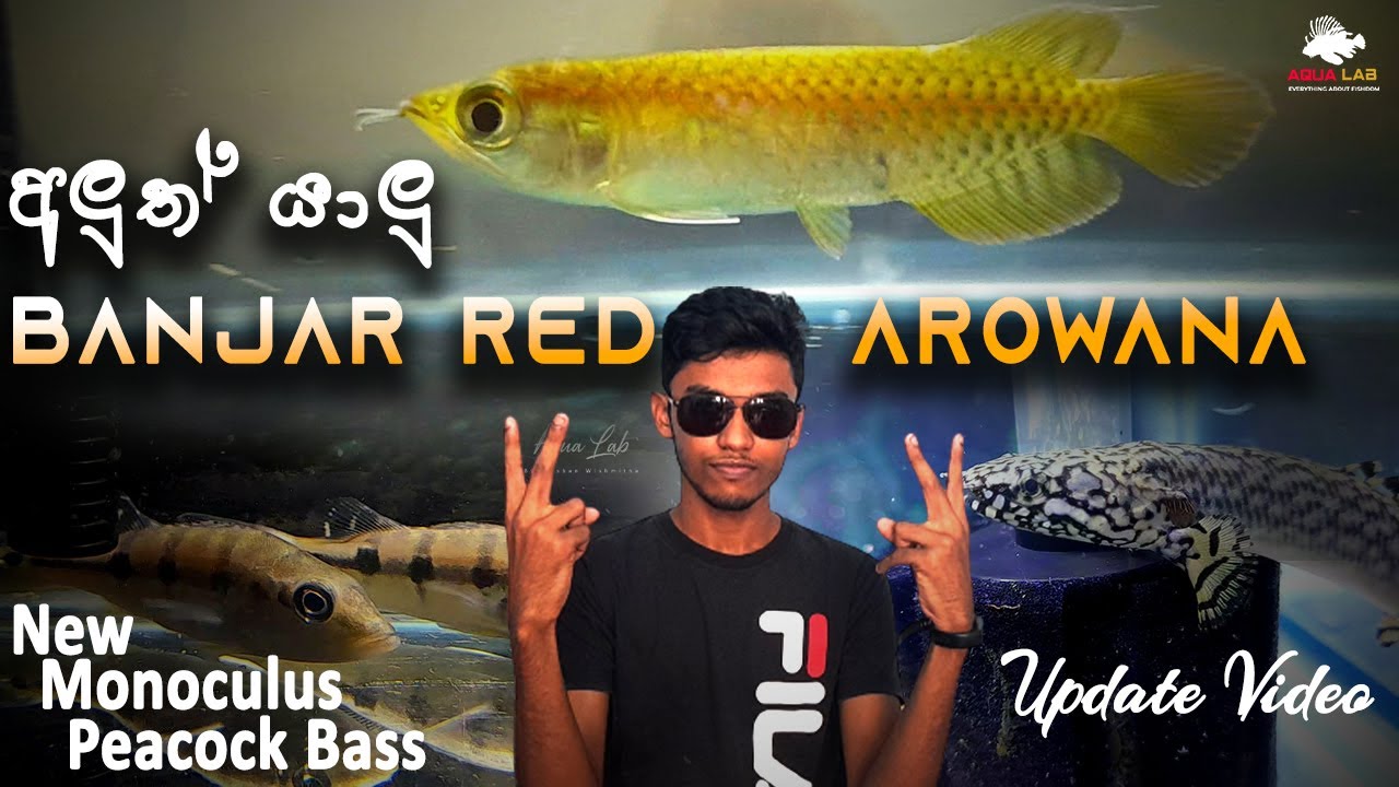 අලුත් සාමාජිකයා Banjar Red Arowana. දගකාර පොඩ්ඩා. #asian_Arowana