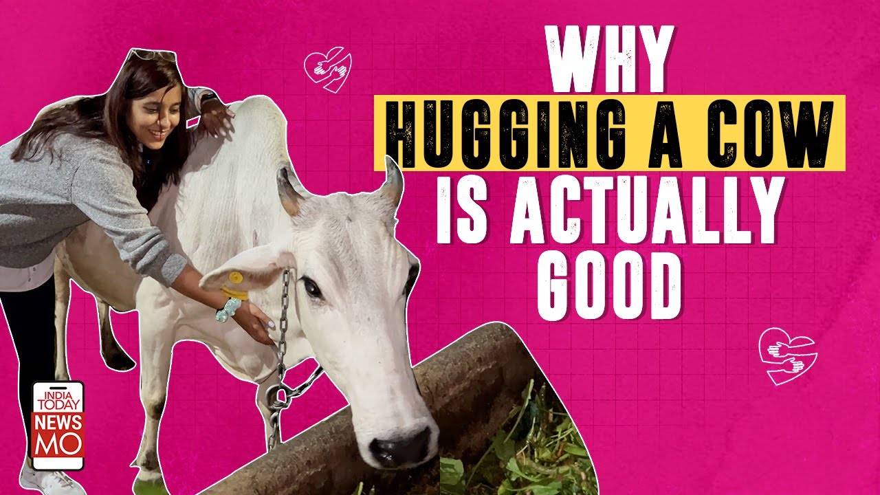 Valentine's Day 2023: Cow Hugging Benefits That you Should Know