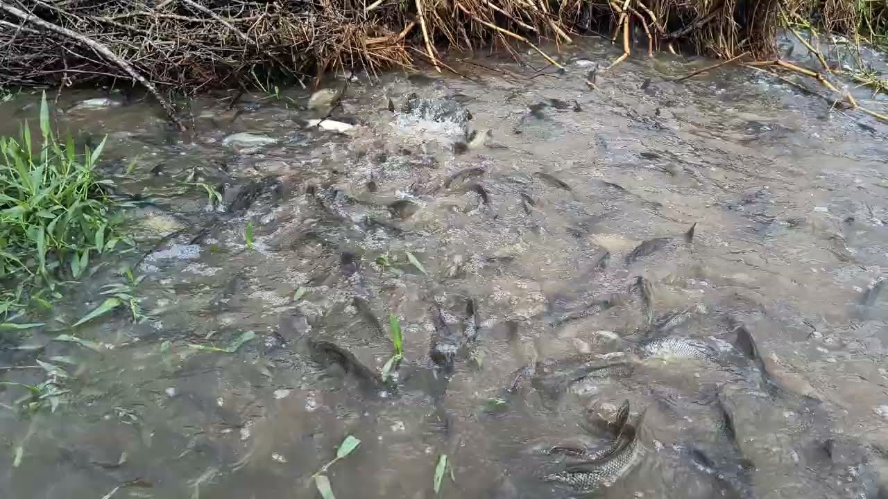 Muita fartura de peixes depois das fortes chuvas que caíram no sertão paraibano.