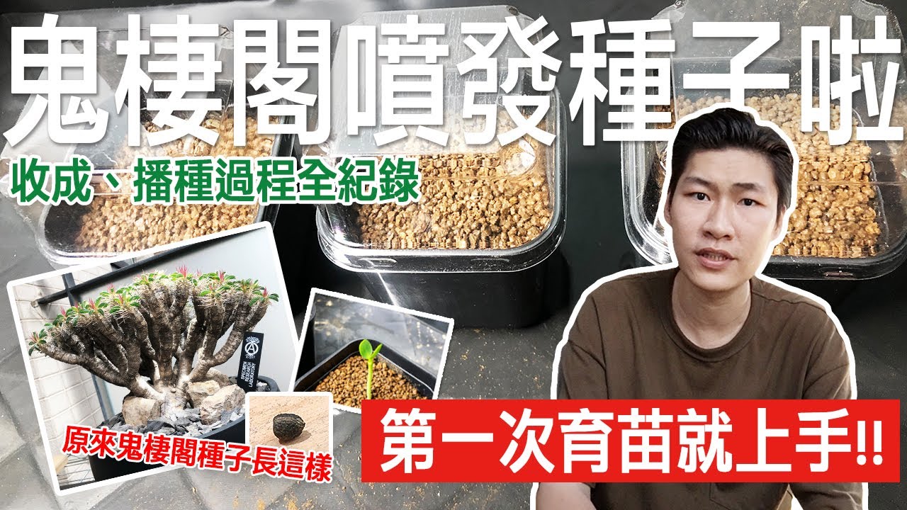 【塊根植物】鬼棲閣收成播種過程全記錄 | 悶盆育苗教學 | 原來種子長這樣 | 果莢 | 珍奇植物 | 新手必看