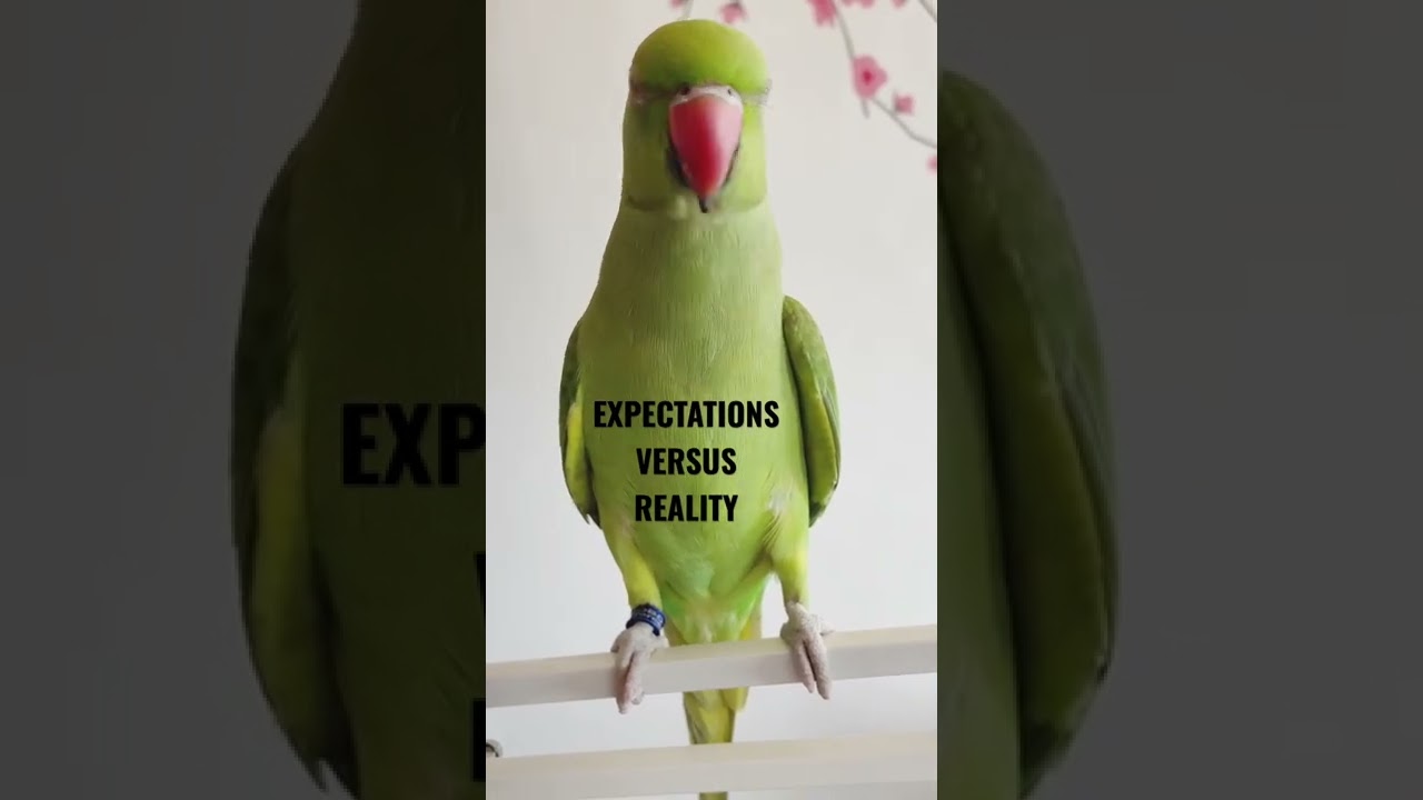 Expectations vs Reality When Filming a Talking Ringneck Parrot 😂