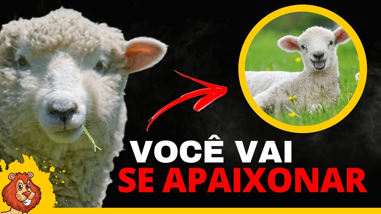 10 CARACTERISTICAS SOBRE AS OVELHAS | conheça um pouco mais sobre esse animal extremamente fofo