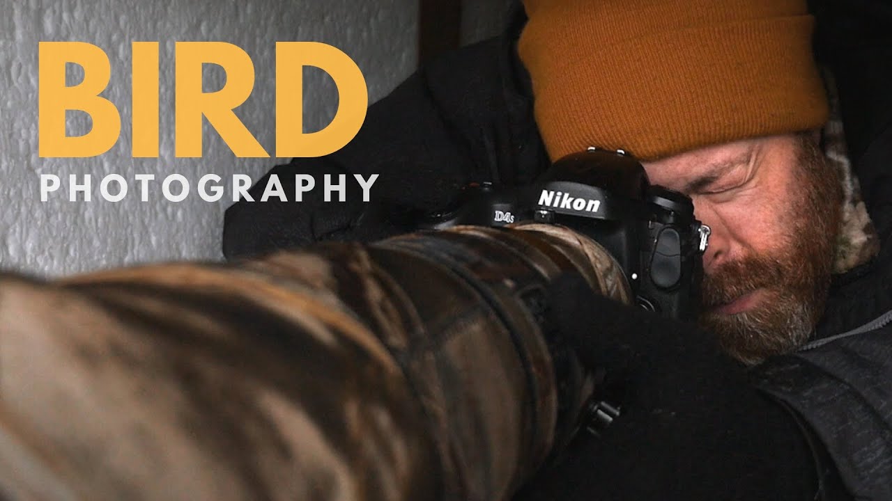 BIRD PHOTOGRAPHY in a hide || Photographing birds of prey