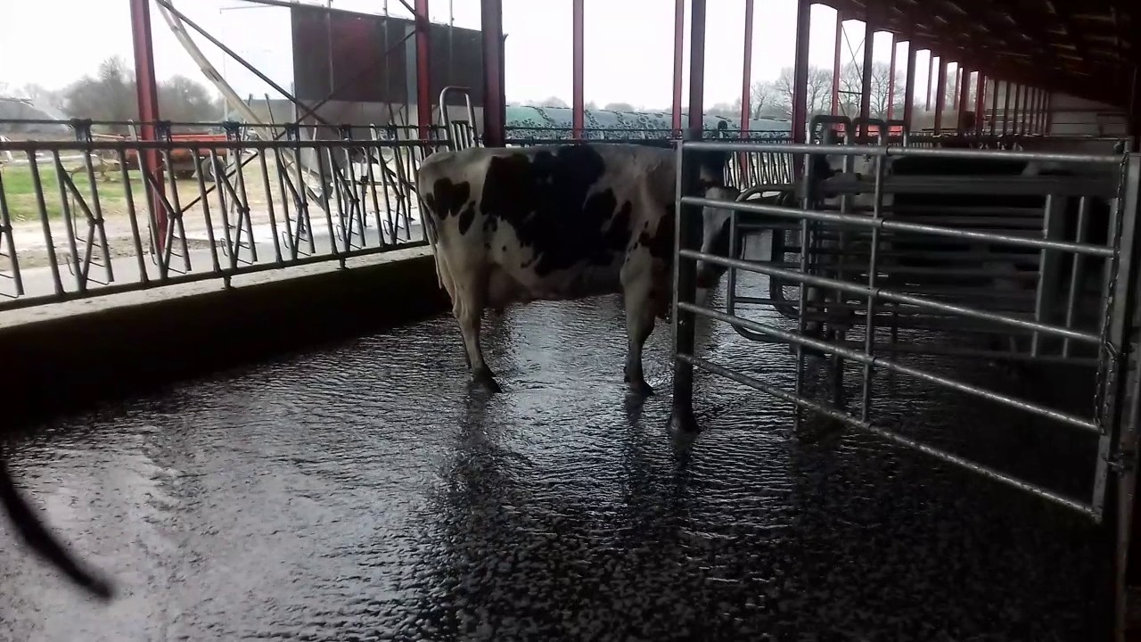 HYDROCURAGE D'UN BÂTIMENT DE VACHES LAITIERES