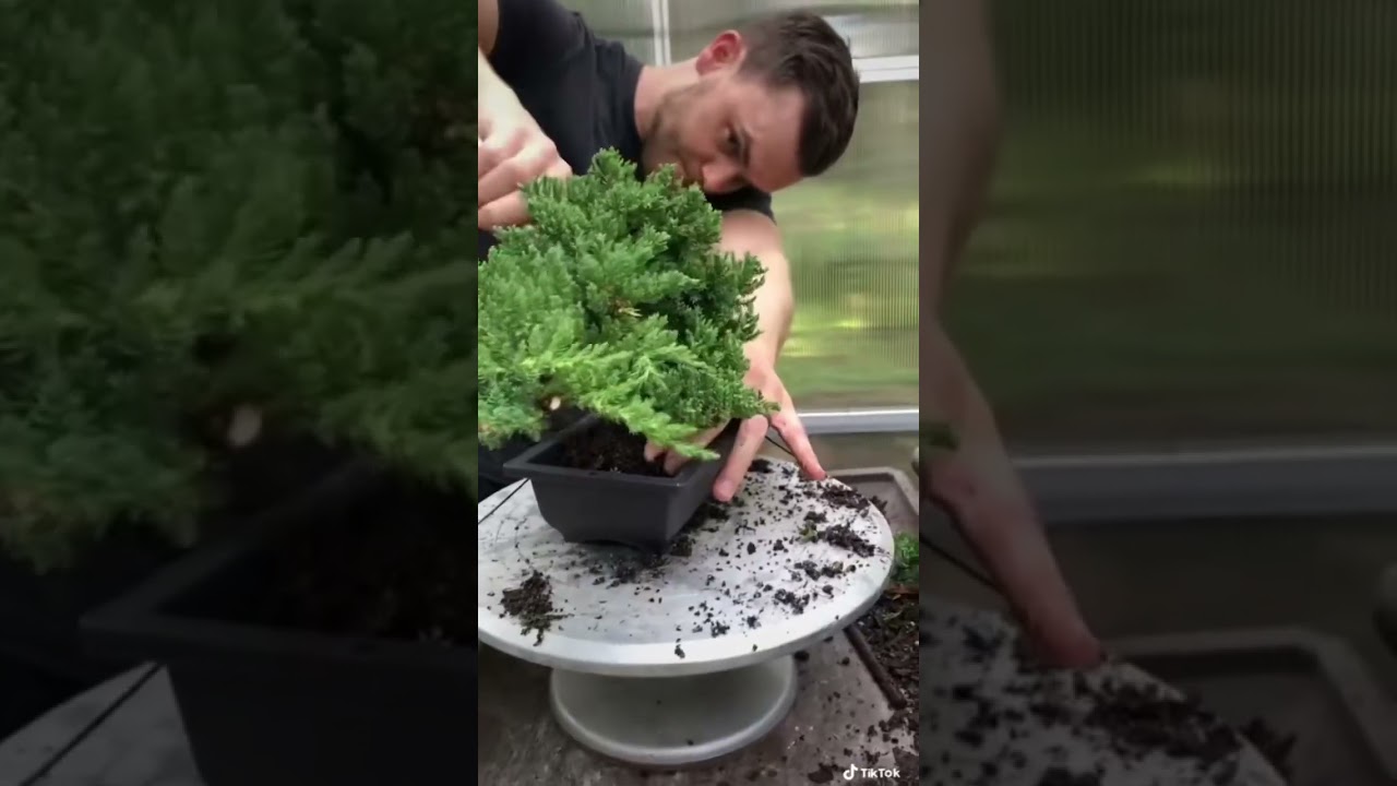 Potting junipers for our Etsy store 🌳