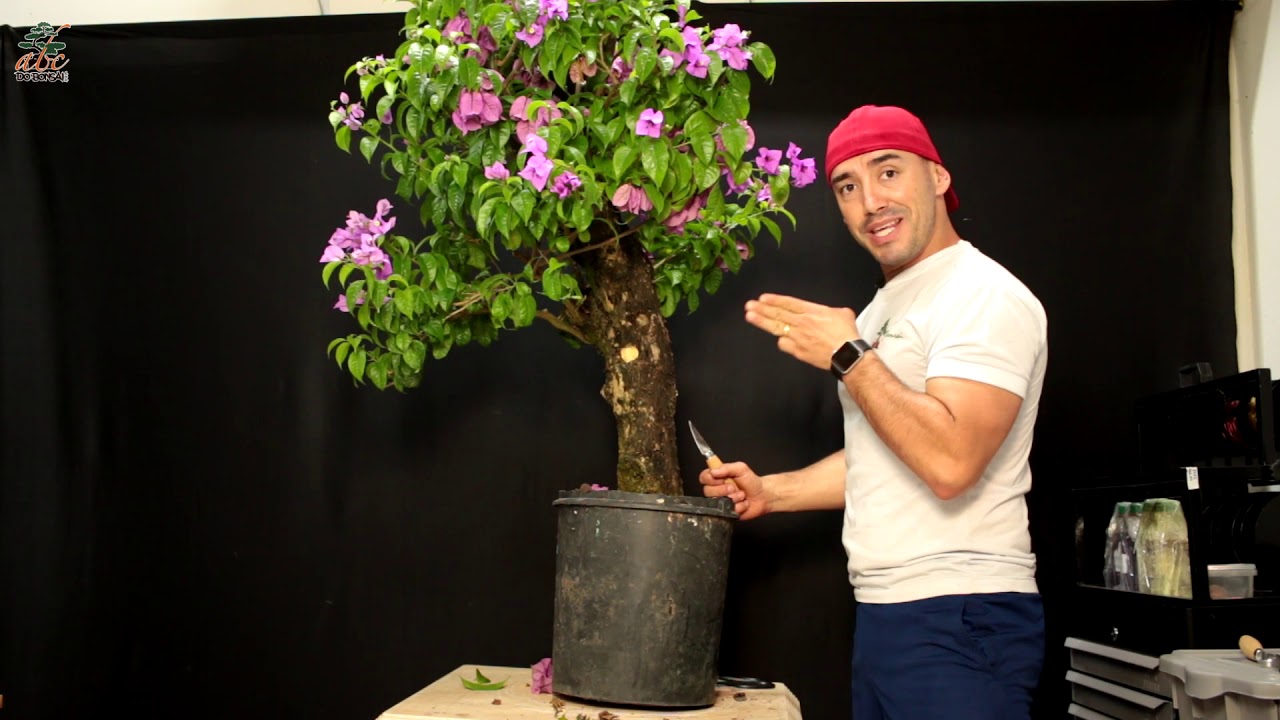 CONICIDADE INVERTIDA NO BONSAI - COMO CORRIGIR ESTE GRANDE DEFEITO