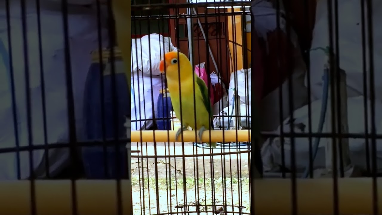 Pancingan Lovebird Balibu Fighter #610