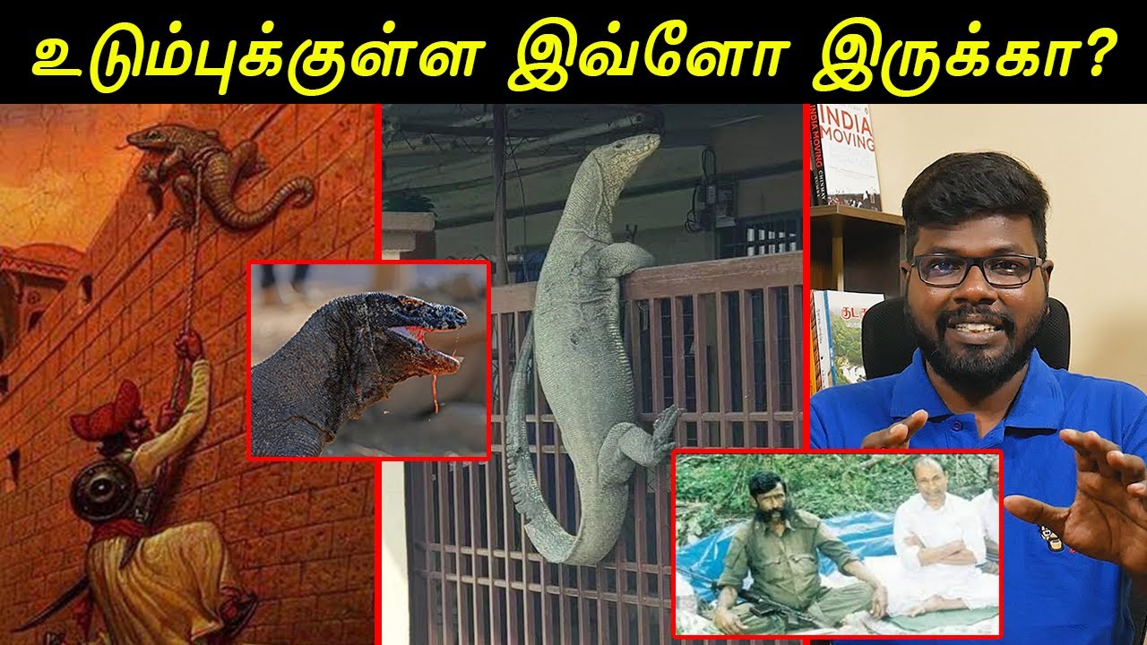Interesting facts of Monitor Lizard | உடும்புகளை பற்றிய அறிய தகவல்கள் |onriya uyirinam|Big Bang Bang