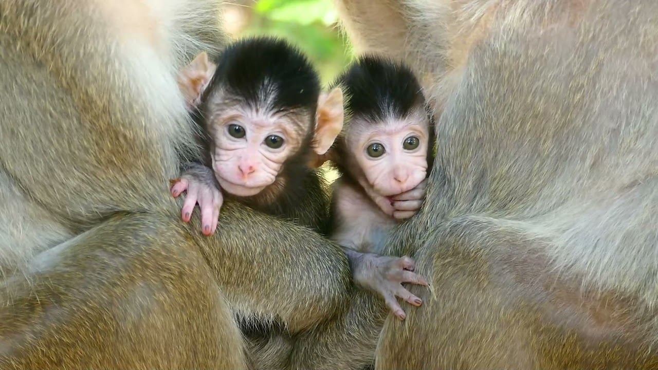 Both Baby Monkey Jesmin & Dillon Look Like Twin Child When Those Two Guy Appear Close Up Each Other.