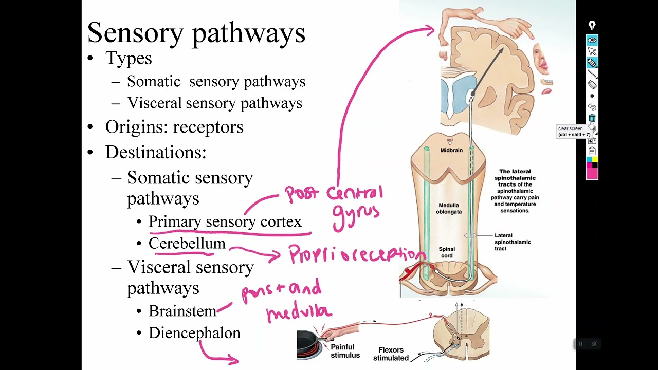 Chapter 15 Sensory and motor pathways