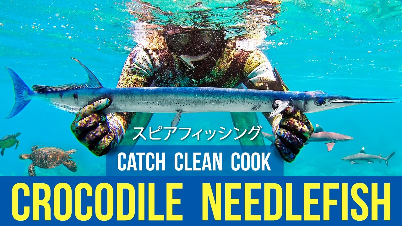Catch, Clean, Cook Crocodile Needlefish &ndash; PLUS Giveaway from Awesome Blue スピアフィッシング