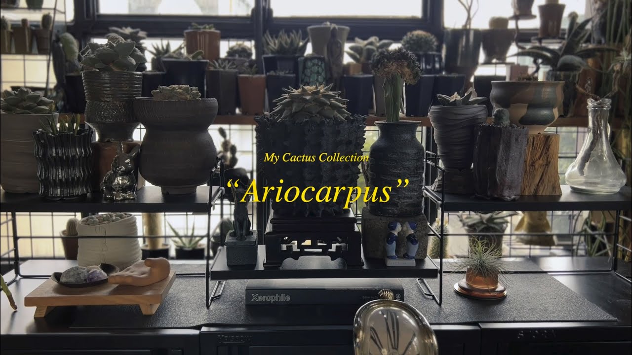 SLOW LIVING ✧ Cactus Collections : Ariocarpus ✧ East Facing Window