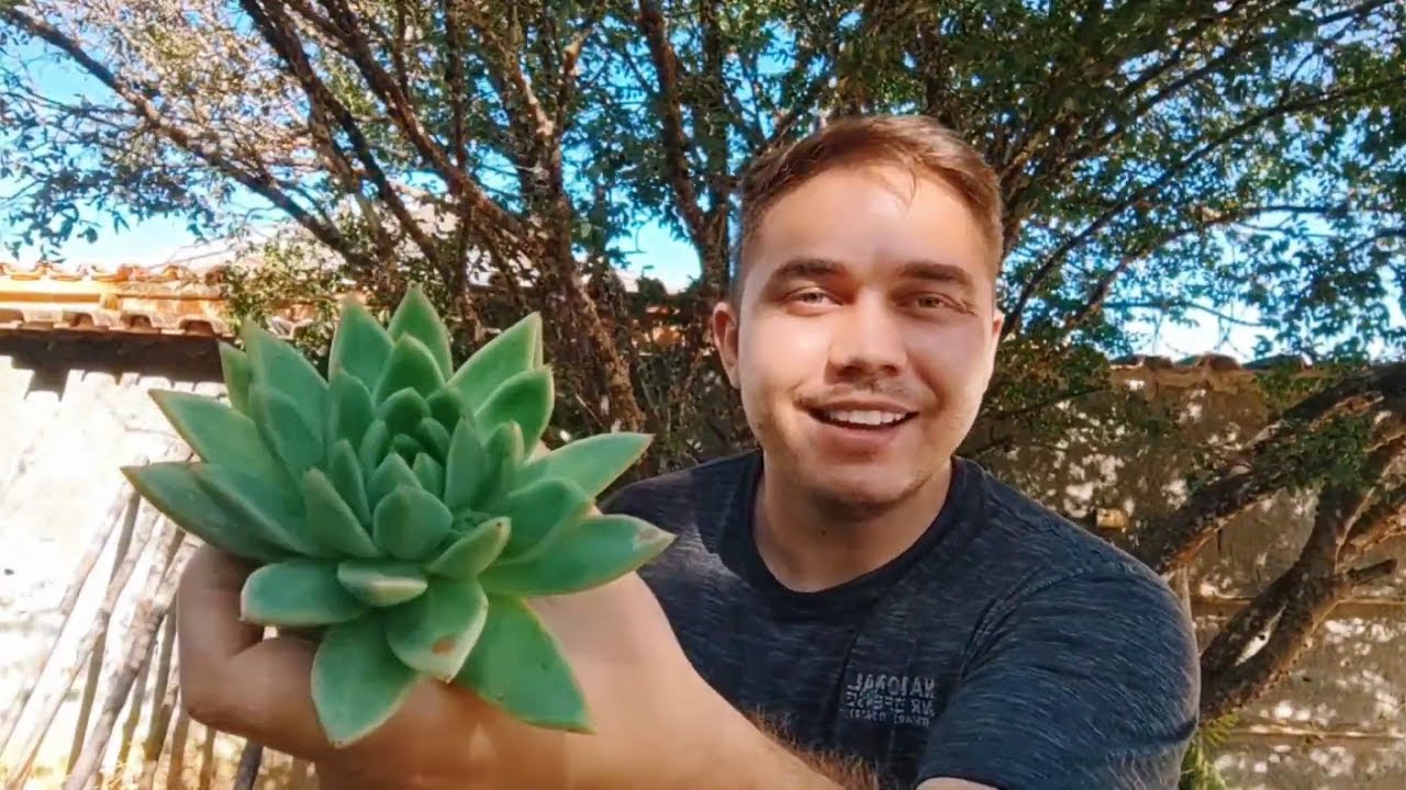 ⭕ AGAVOIDES E SEUS CUIDADOS - [ SUCULENTA ECHEVERIA AGAVOIDES ] COMO CUIDAR?!