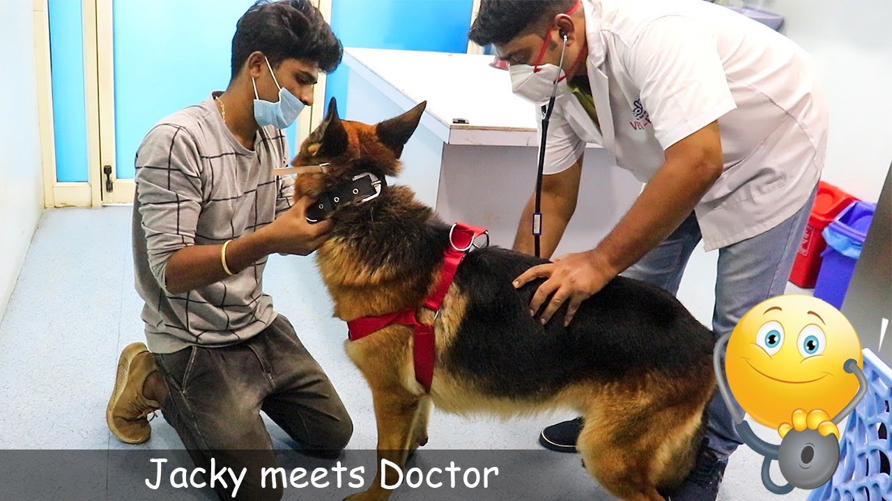 (தமிழ்) Jacky hate hospitals 🔥🔥🔥 | Vaccinating German Shepherd