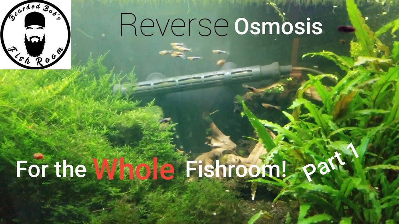 Switching To Reverse Osmosis Water For the Entire Fishroom! Part 1