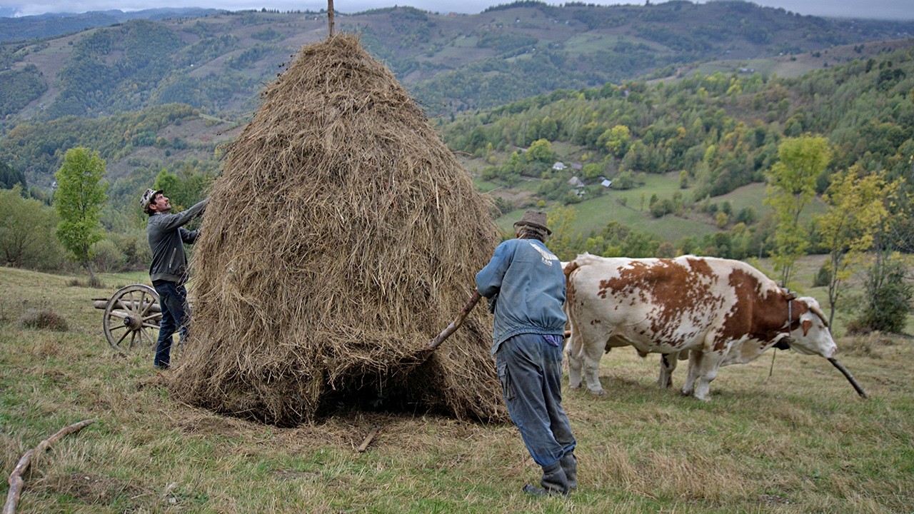 Tough Life in the Mountains, Brothers Harvesting Hay with Oxen