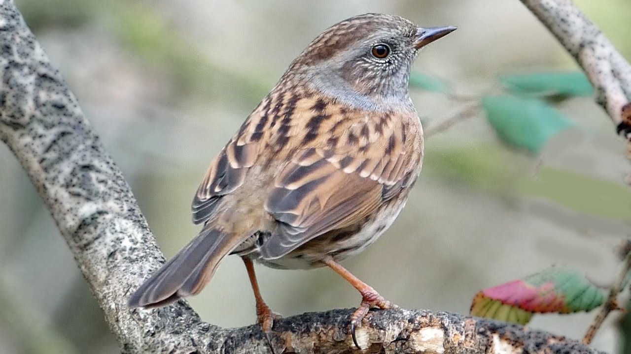 Bird Facts: The Dunnock