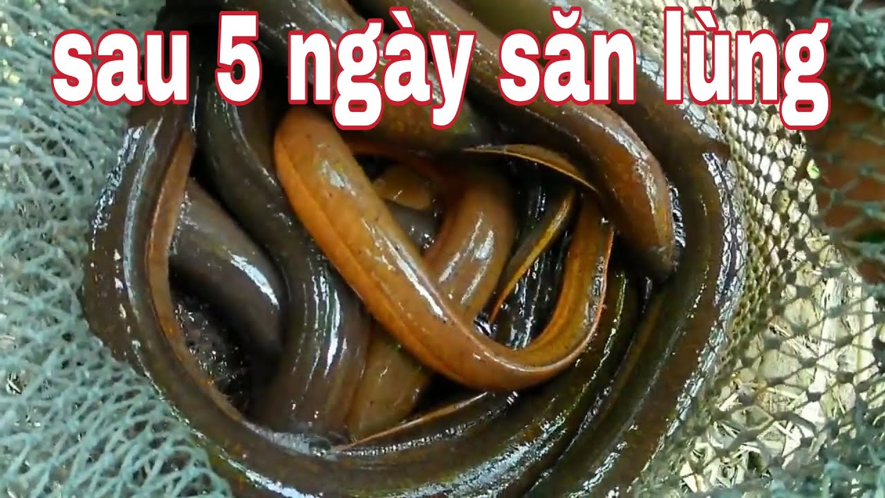 tôi đả dùng bài mồi bí truyền để đặt lươn