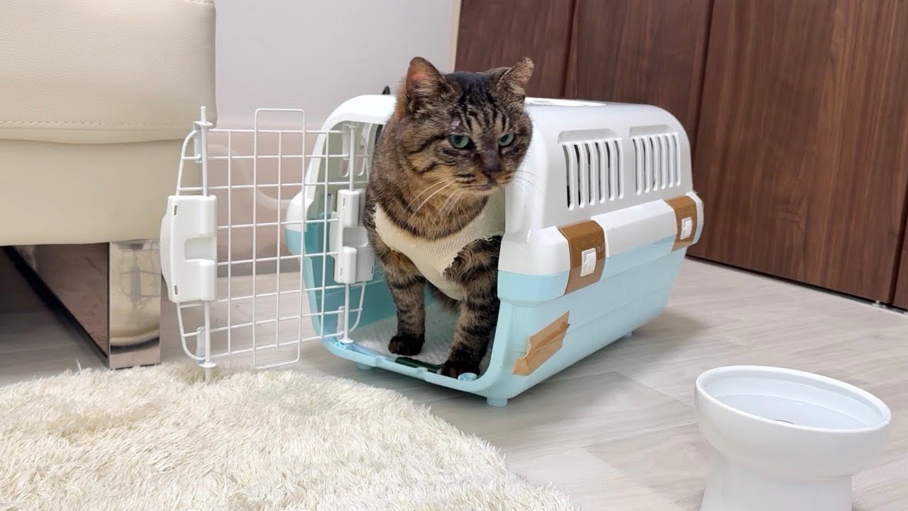 ボス猫に虐められて怪我してた猫を初めて暖かい家の中に入れてあげたら反応が可愛すぎました…